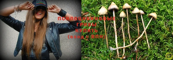 PSILOCYBIN Аркадак